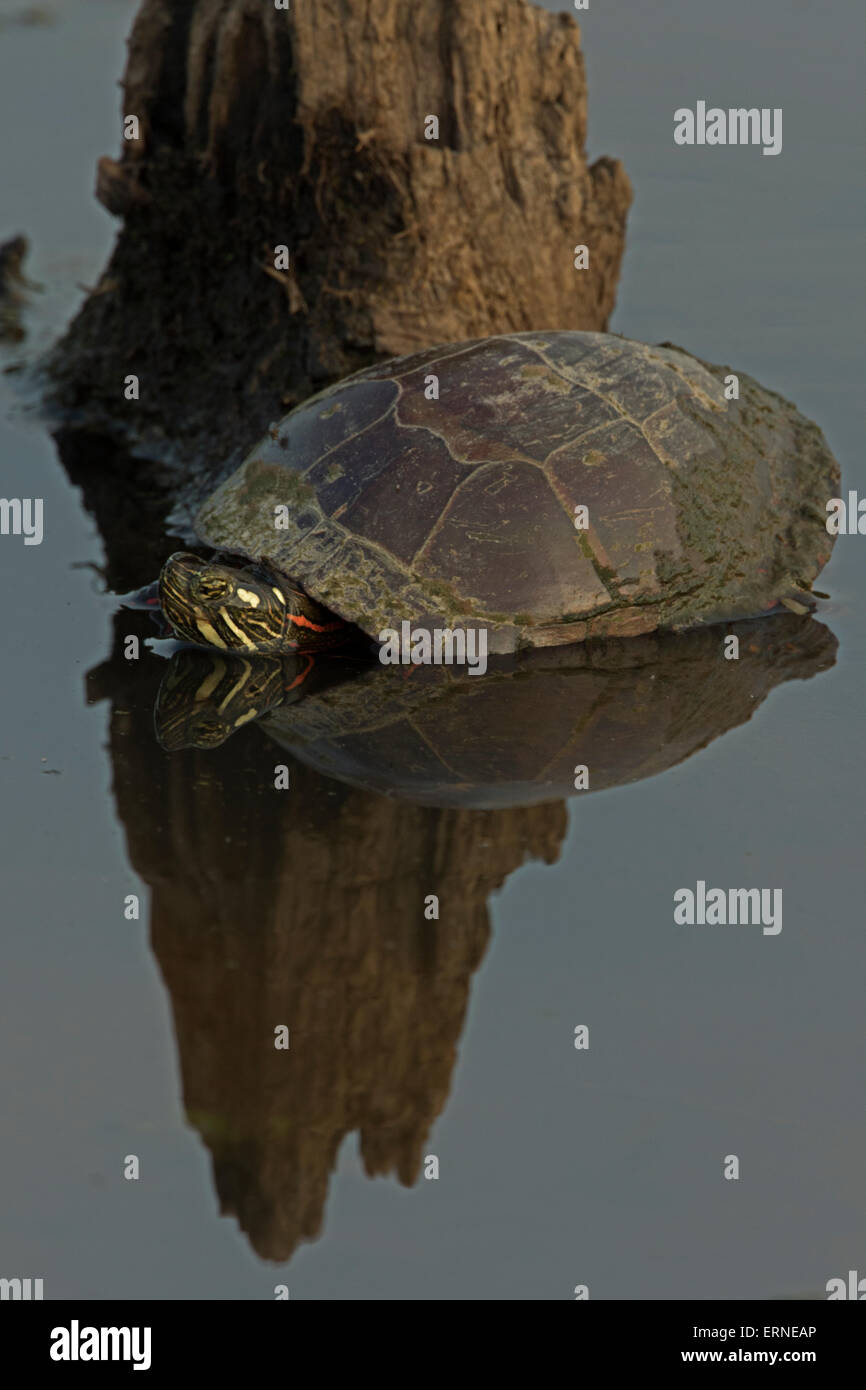 Dipinto orientale tartaruga (Chrysemys picta picta), Virginia Foto Stock