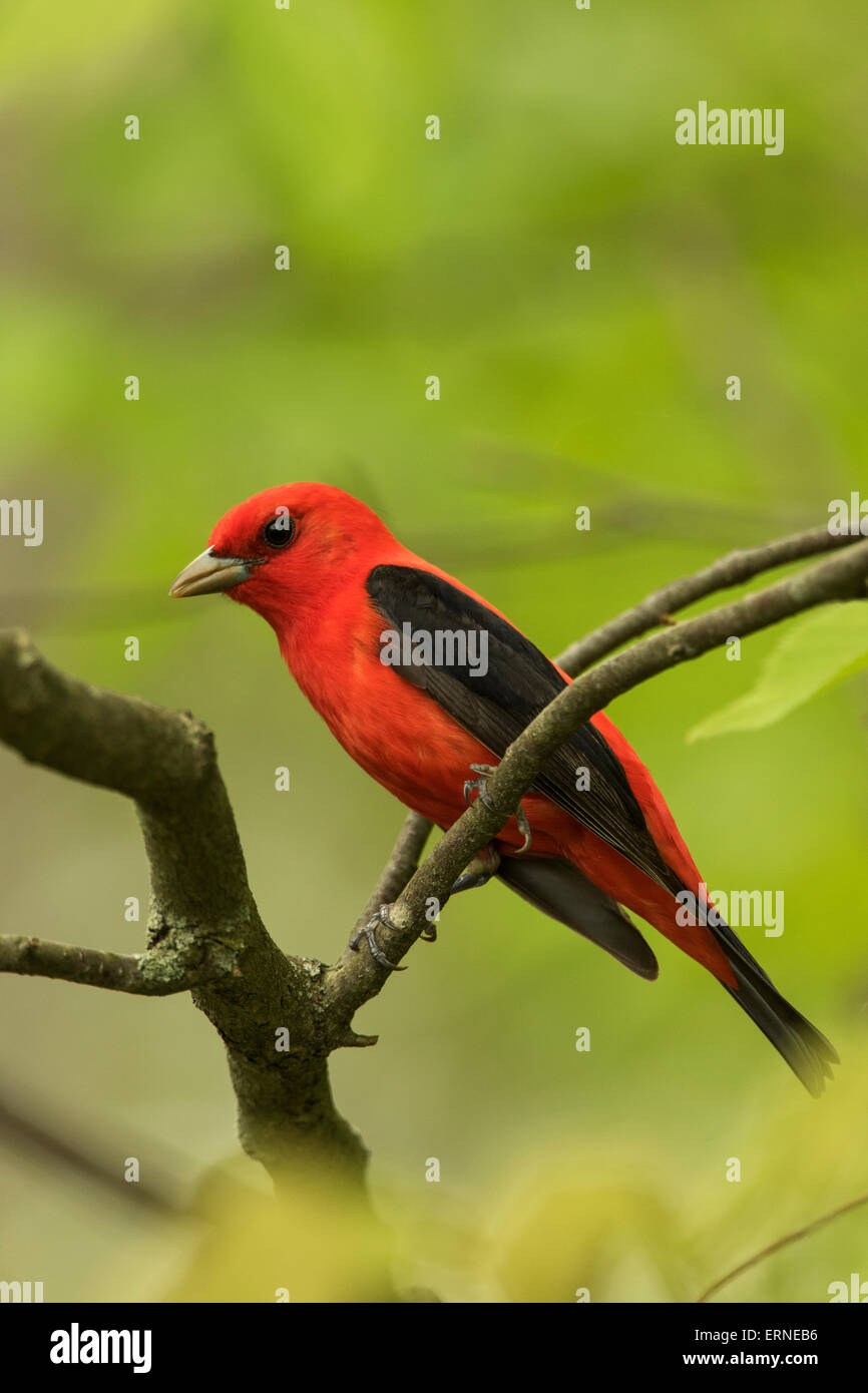 Scarlet tanager (Piranga olivacea), maschio in primavera, New York Foto Stock