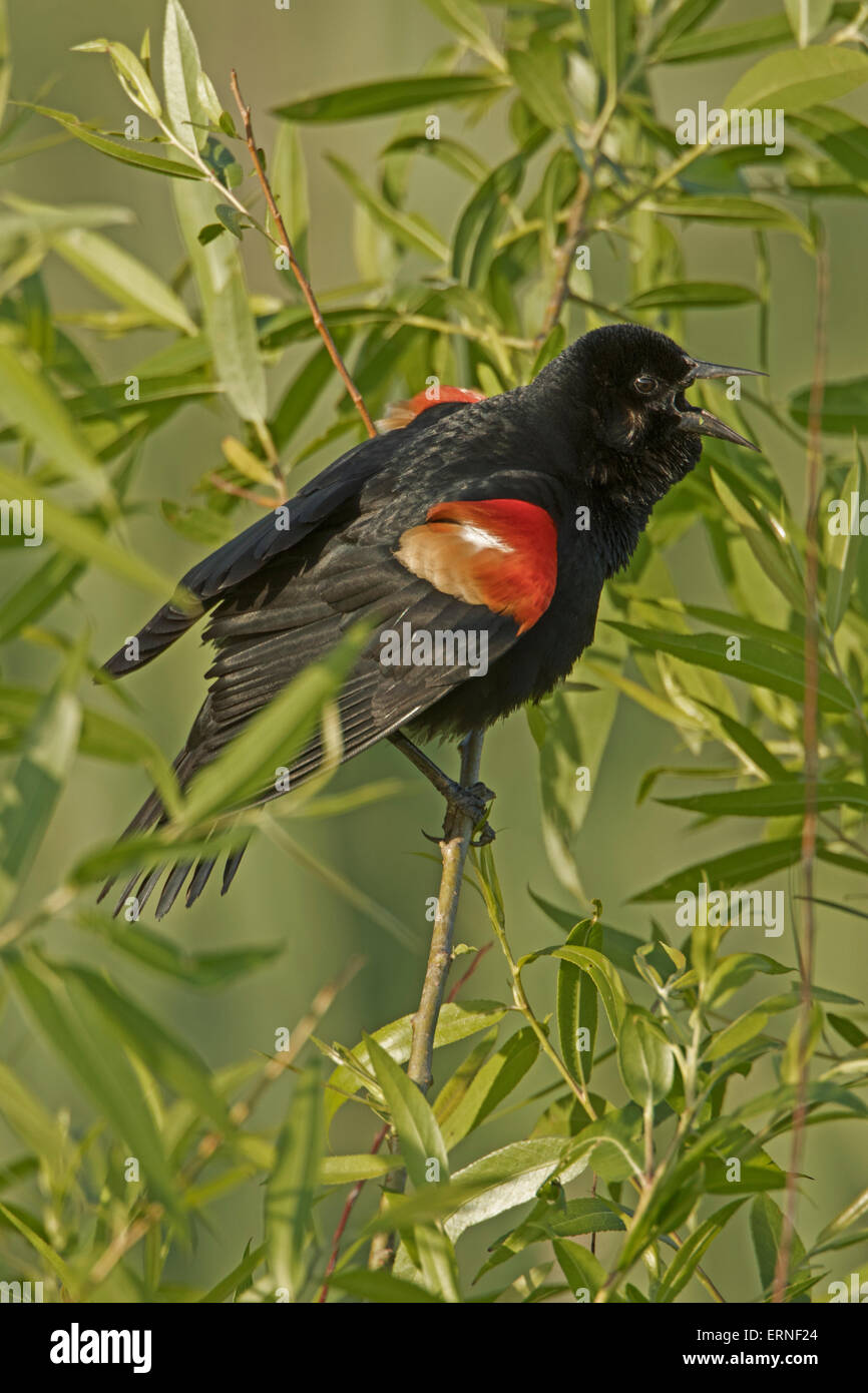 Rosso-winged blackbird (Agelaius phoeniceus), Virginia Foto Stock