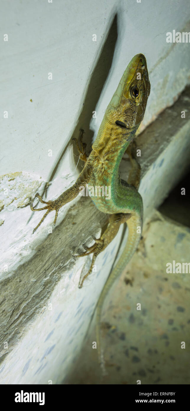 Il Maltese lucertola muraiola o Filfola Lizard, Podarcis filfolensis, trovata solo in Malta e le isole circostanti. Foto Stock
