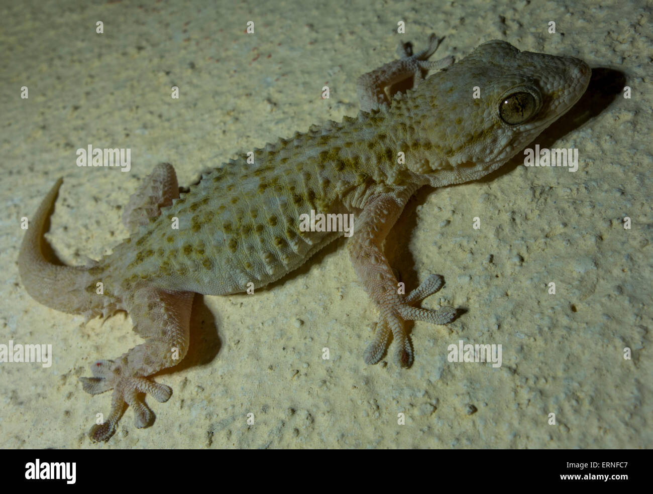 Vicino la casa mediterranea Gecko, Hemidactylus turcicus, da Malta, Mare Mediterraneo. Foto Stock
