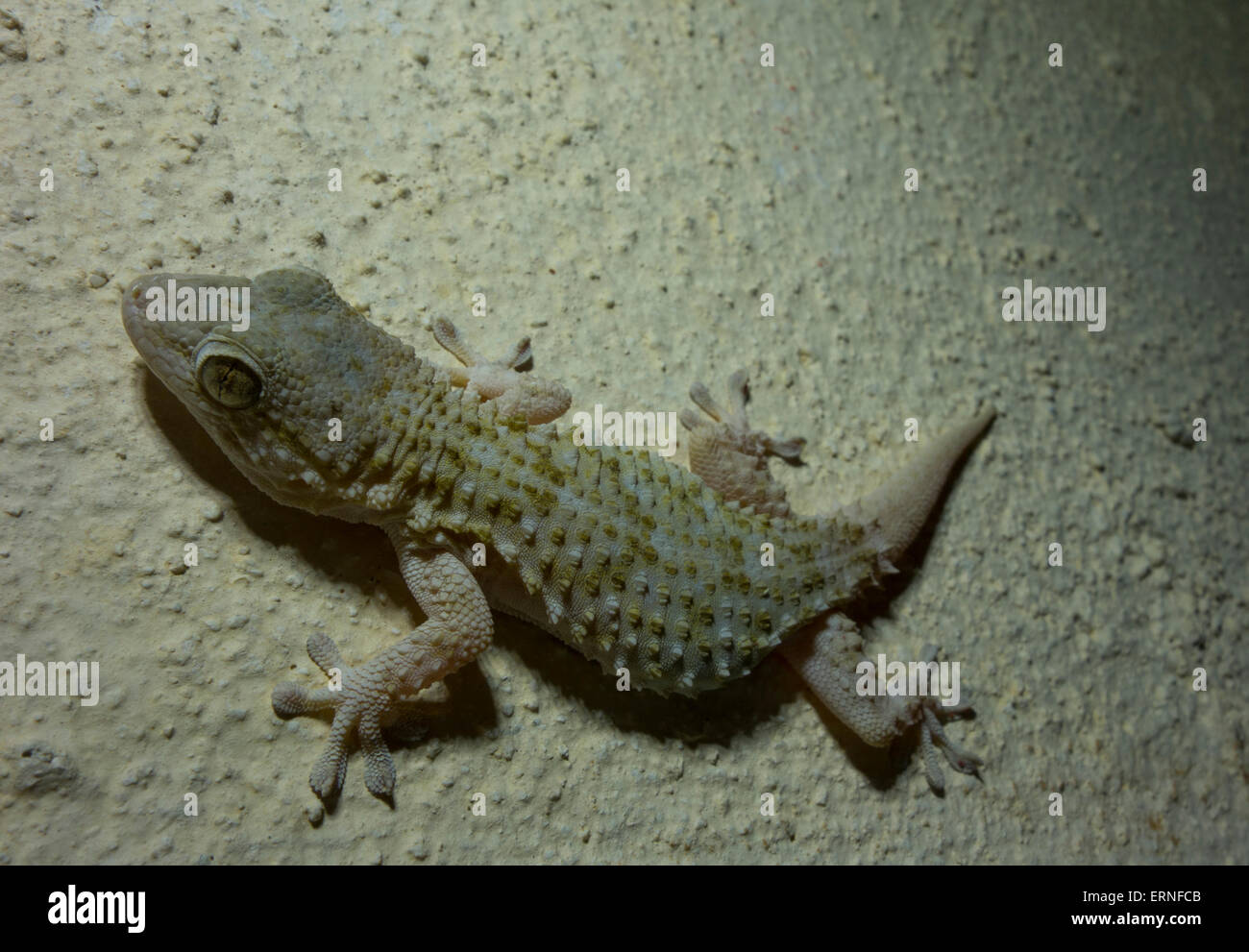Vicino la casa mediterranea Gecko, Hemidactylus turcicus, da Malta, Mare Mediterraneo. Foto Stock
