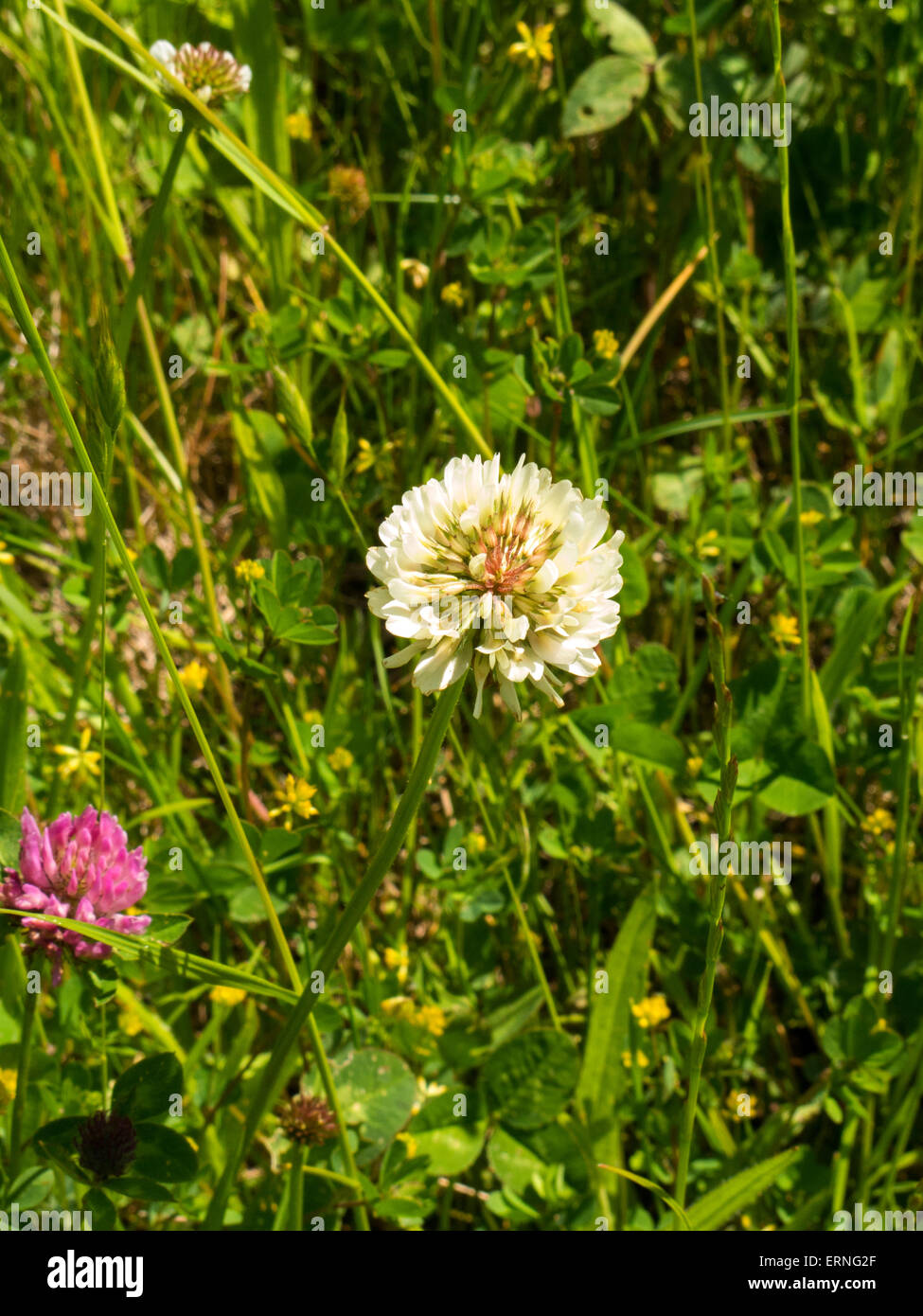 Trifoglio bianco fiore Foto Stock