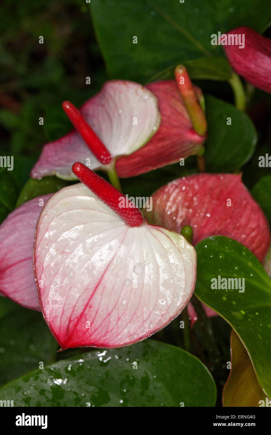 Anthurium andreanum Princess Amalia eleganza, rosso, rosa e bianco spathes, rosso spadix & foglie di colore verde scuro con gocce di pioggia Foto Stock