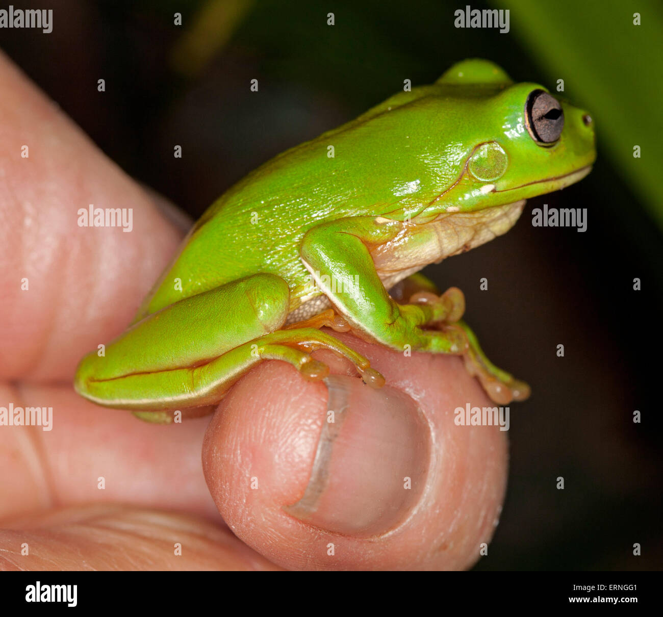 Tiny bright green raganella, Litoria caerulea sulla persona del dito contro sfondo verde scuro in giardino in Australia Foto Stock
