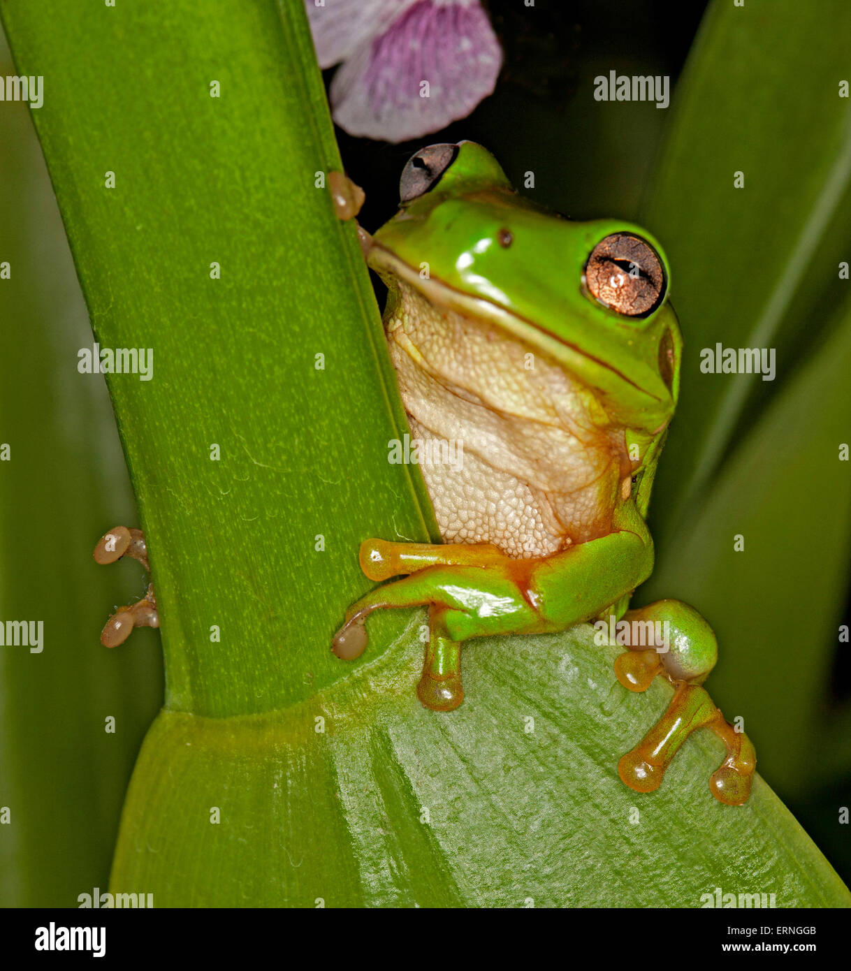 Tiny bright green raganella, Litoria caerulea con gli occhi luccicanti parzialmente mimetizzata su verde smeraldo di gambo della foglia di orchidee nel giardino in Australia Foto Stock