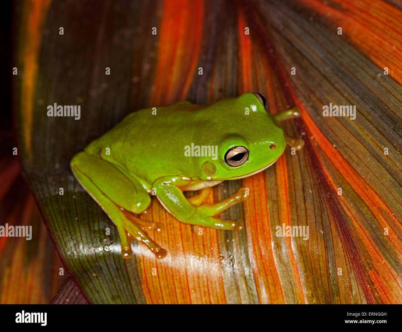 Tiny bright green raganella, Litoria caerulea con gli occhi luccicanti su rosso striato di foglia Cordyline fruticosa in giardino in Australia Foto Stock