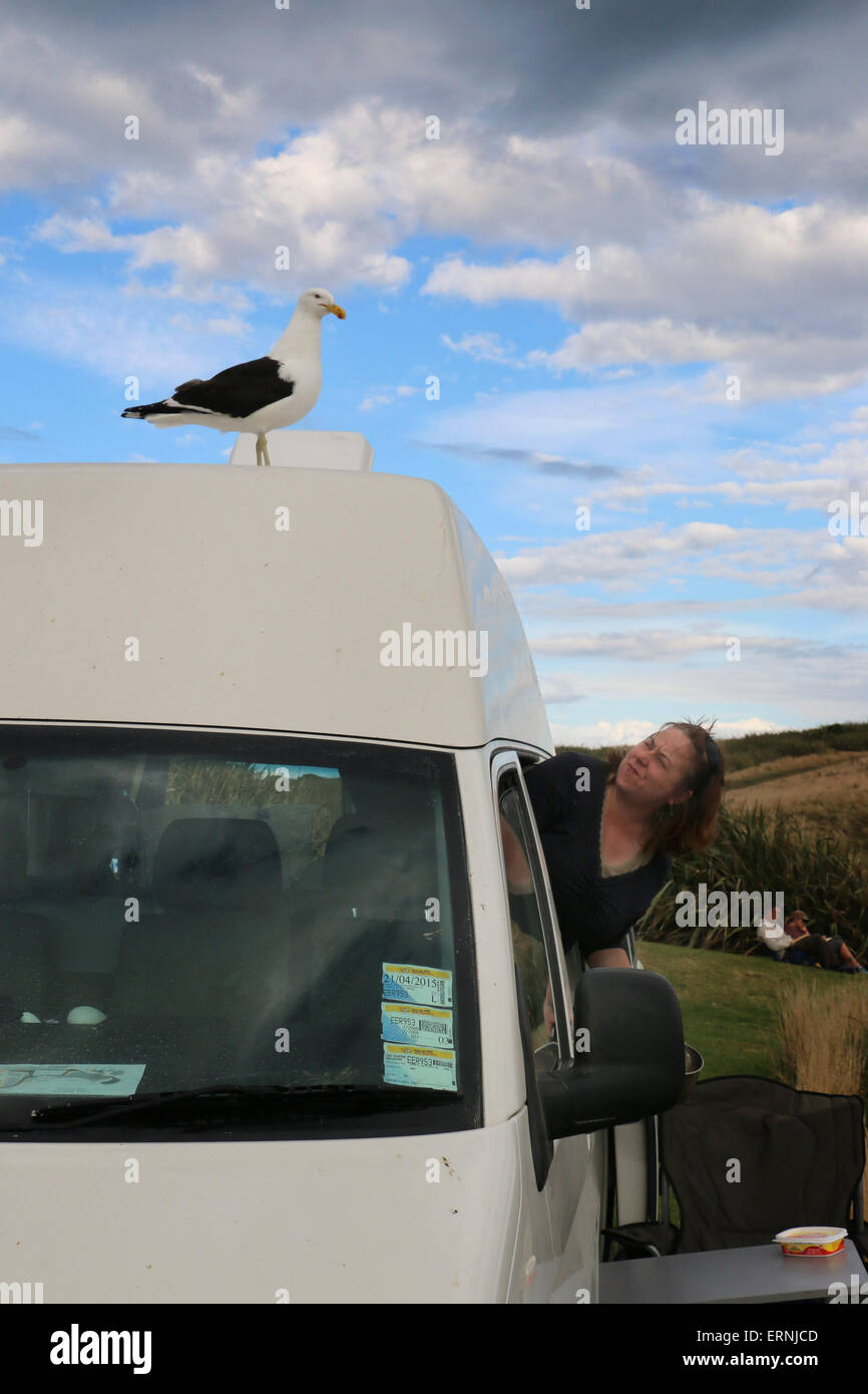 Southern black backed gull molesto turistiche Isola del Sud della Nuova Zelanda Foto Stock