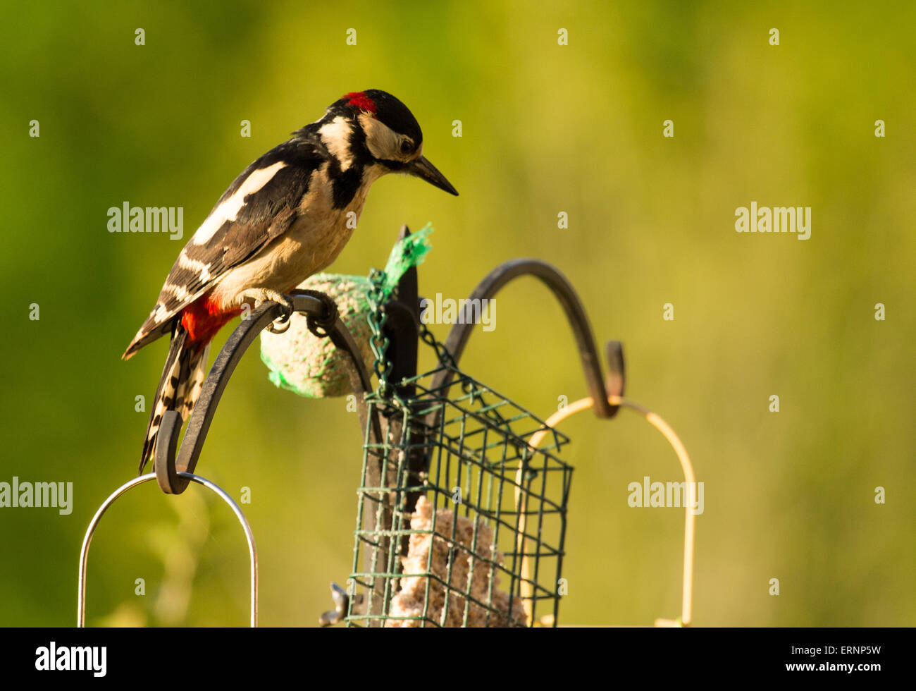 Picchio rosso al di fuori arroccato su un giardino Bird Feeder Foto Stock