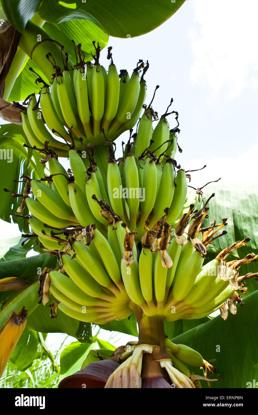 Banana (Musa sp.) con infiorescenza e levetta di frutta Stock Photo Foto Stock