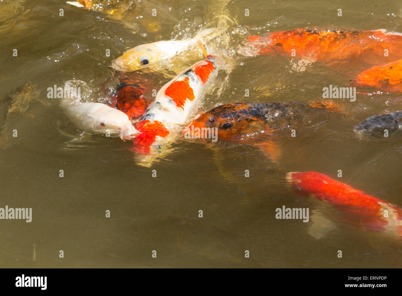 Uno spettacolare pesce Koi, Cyprinus carpio haematopterus, mangiare in un stagno di koi a Long Beach Foto Stock