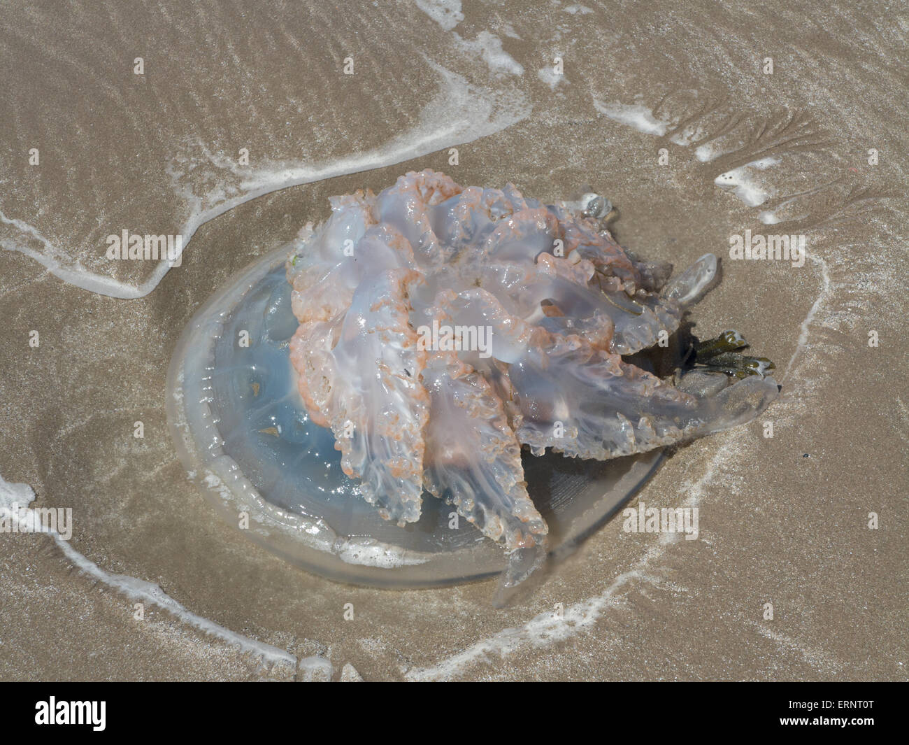 Canna medusa Rhizostoma pulmo bloccati sulla spiaggia Foto Stock