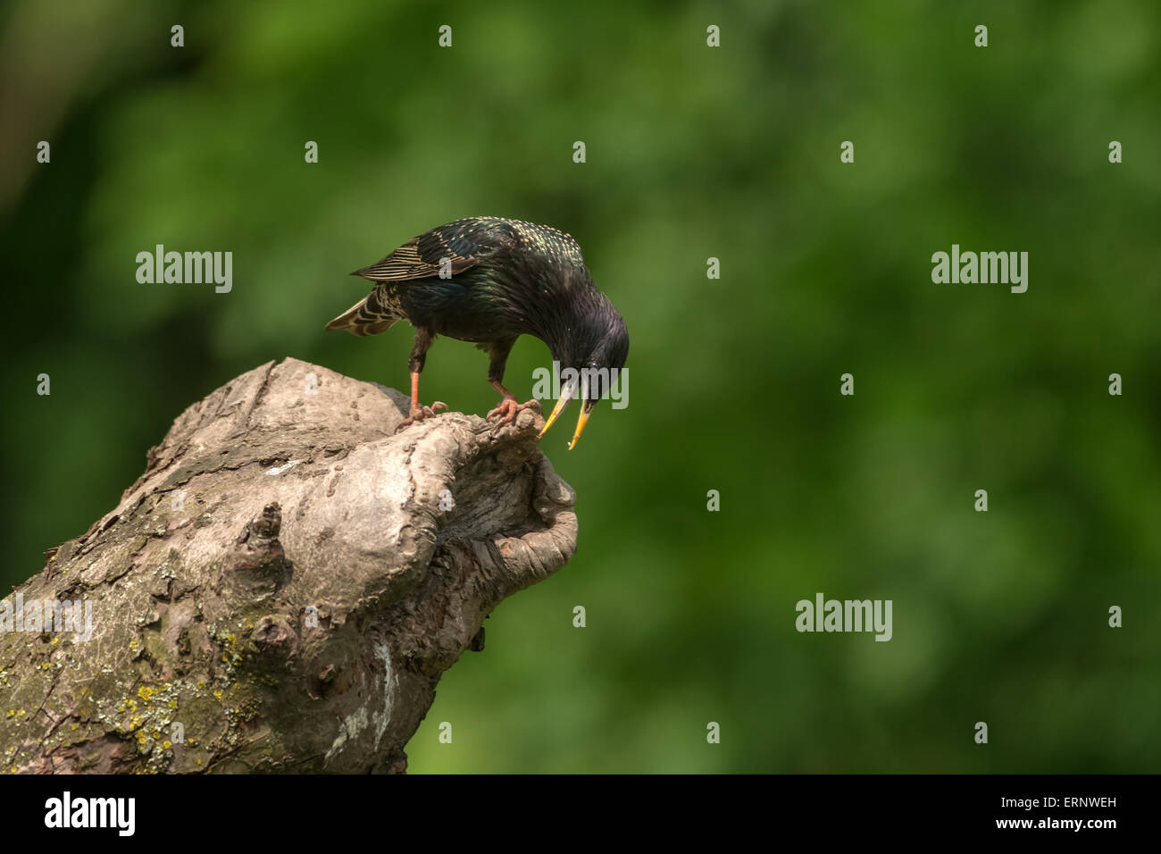 Starling su albero in giardino Foto Stock