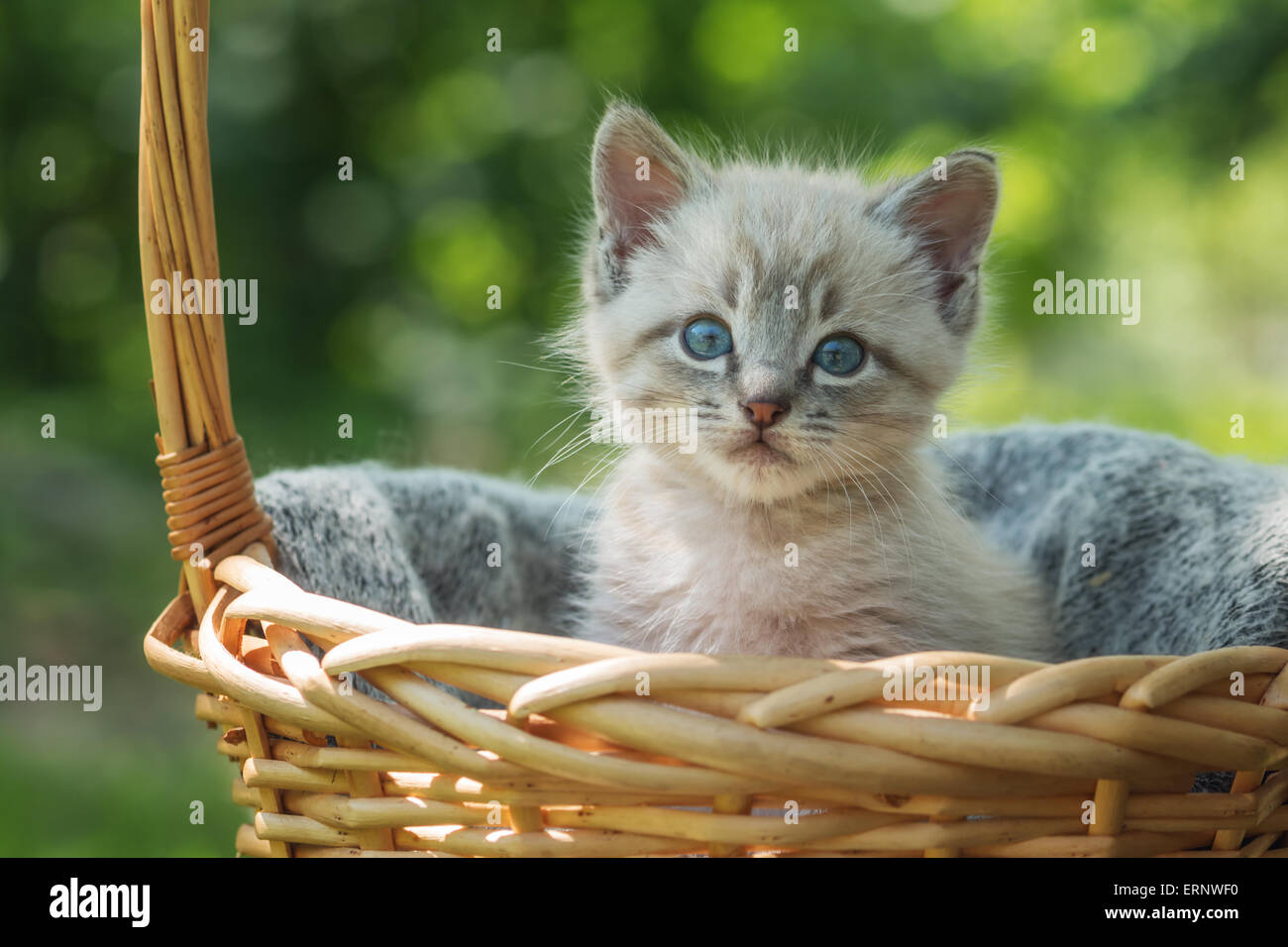 Gattino sul cestello close up Foto Stock