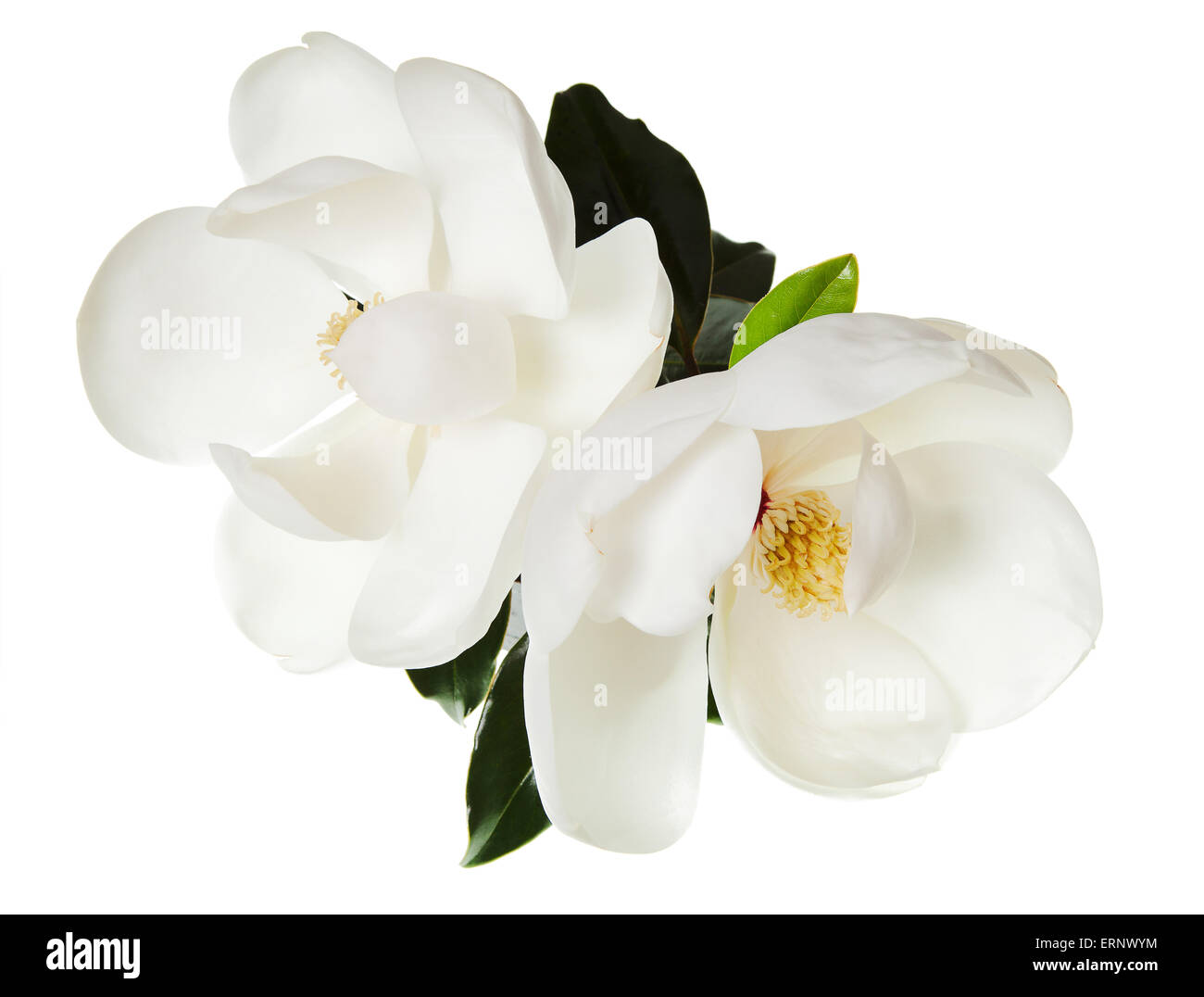 Fiore di Magnolia Magnolie bianco fiori floreali Foto Stock