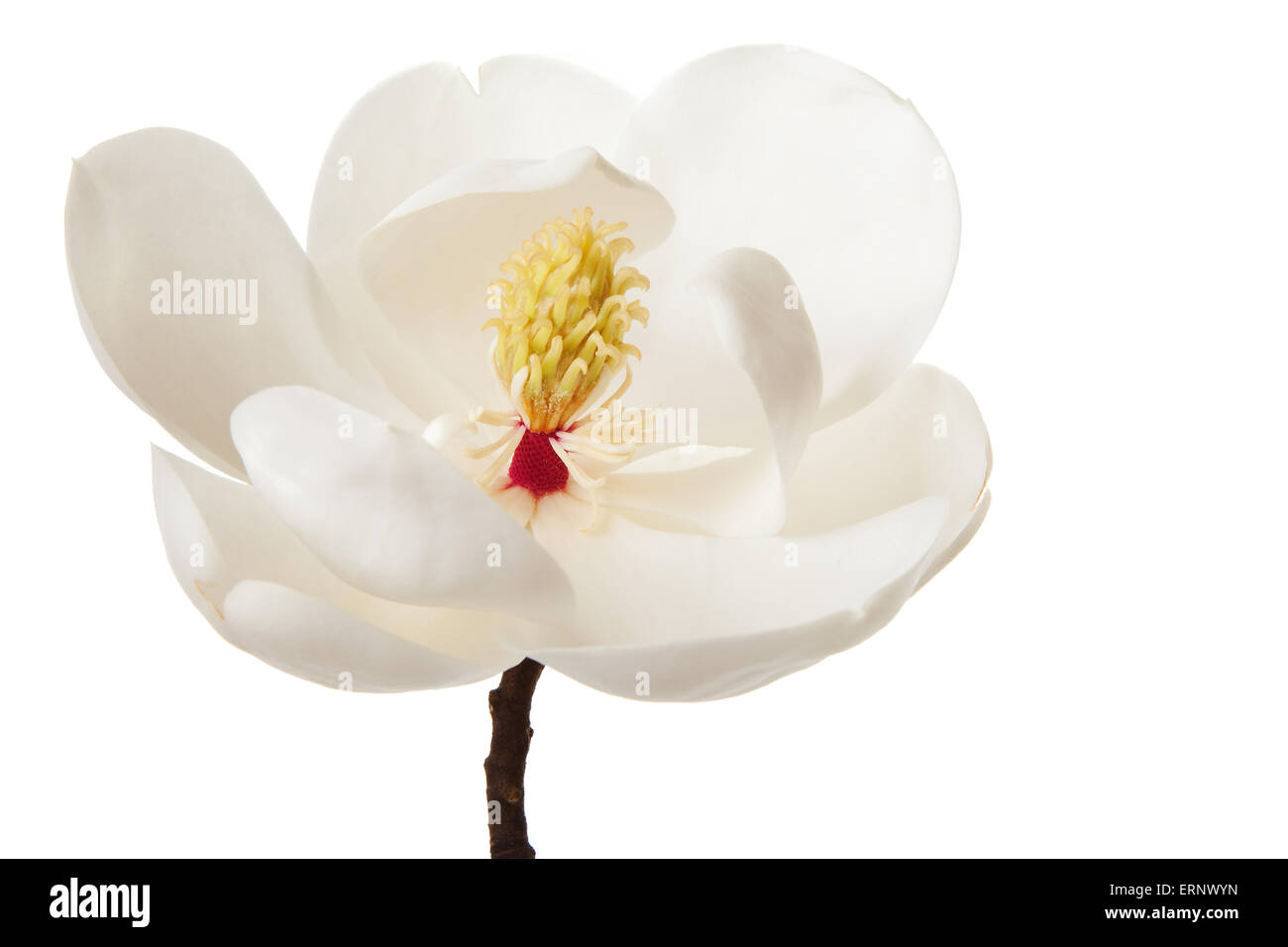 Fiore di Magnolia Magnolie bianco fiori floreali Foto Stock