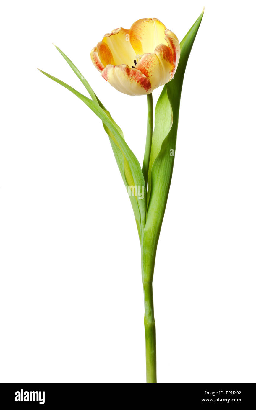 Tulip fiore giallo rosso arancio tulipani floreale di fiori su bianco Foto Stock