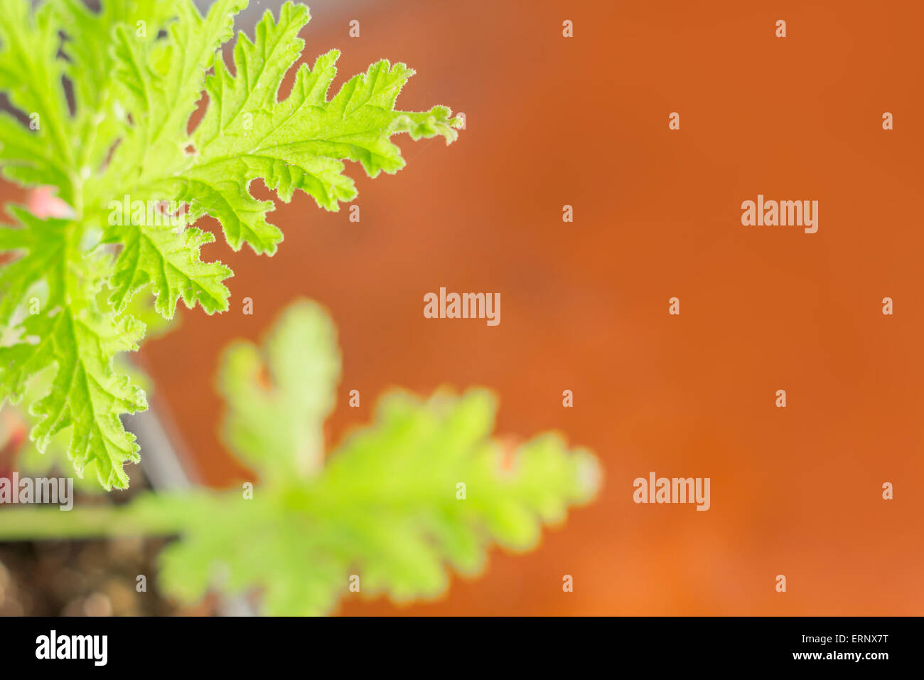 Tutti naturali di piante di citronella repellenti per zanzare lascia Foto Stock Tutti naturali di piante di citronella repellenti per zanzare lascia Foto Stock