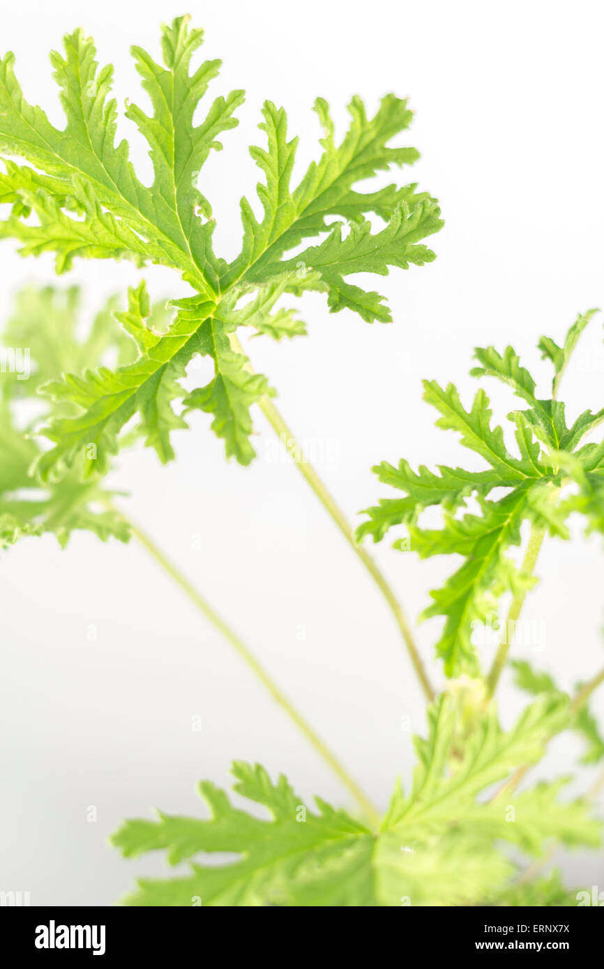 Tutti naturali di piante di citronella repellenti per zanzare lascia Foto Stock Tutti naturali di piante di citronella repellenti per zanzare lascia Foto Stock