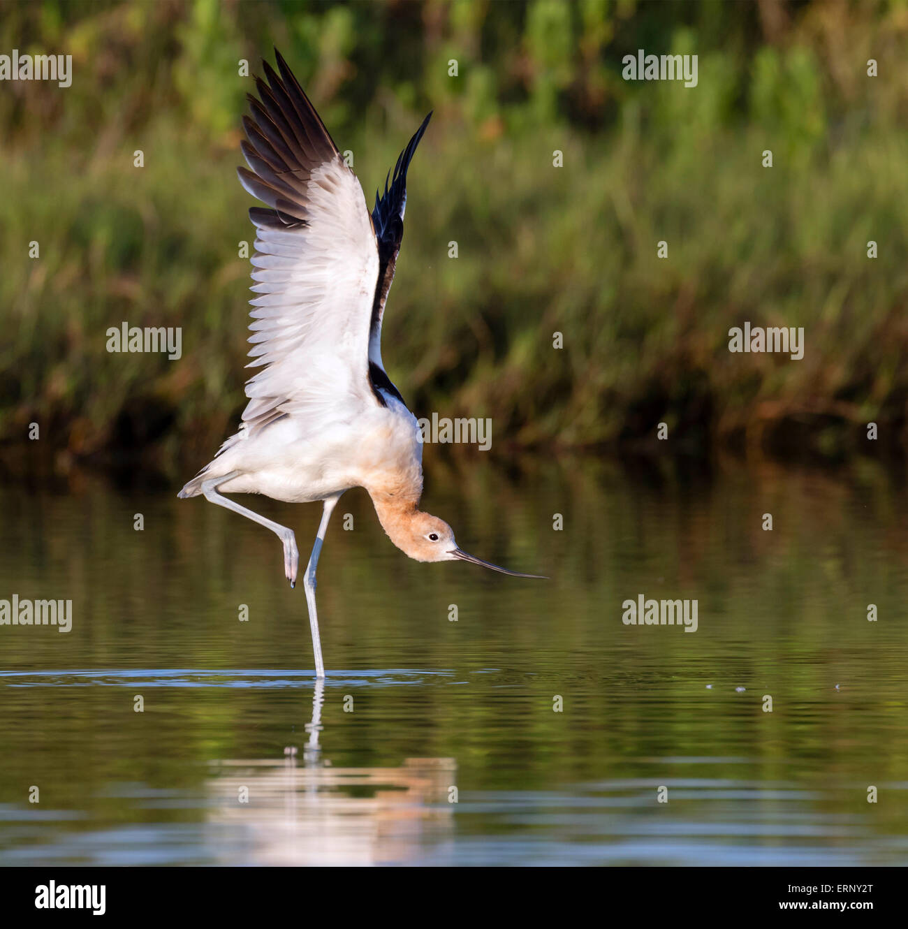 American avocet (Recurvirostra americana) stretching ali nella palude di marea, Galveston, Texas, Stati Uniti d'America. Foto Stock