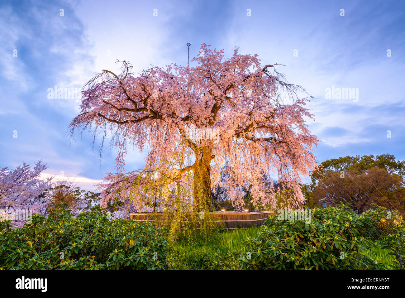 Parco Maruyama a Kyoto, in Giappone durante la primavera Cherry Blossom Festival. Foto Stock