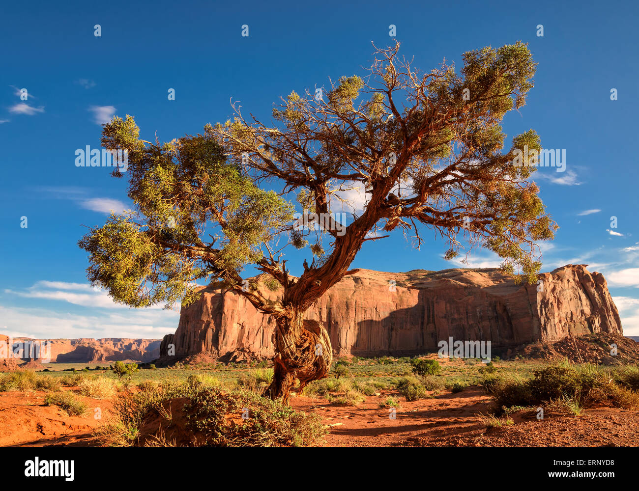 Albero e ventoso deserto della Monument Valley Foto Stock