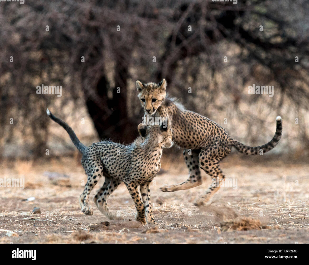 Cuccioli di ghepardo (Acinonyx jubatus) giocando Malilangwe Riserva Naturale dello Zimbabwe Africa Foto Stock