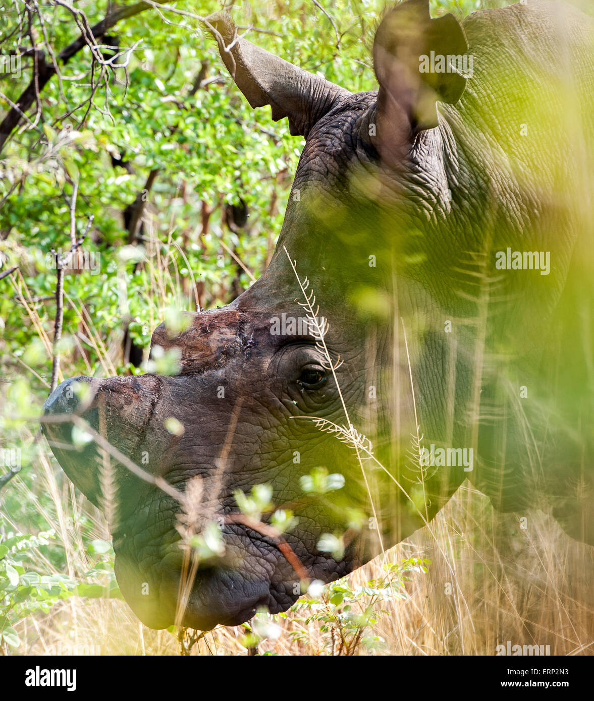 Rinoceronte bianco o piazza a labbro rinoceronte (Ceratotherium simum) Matobo Parco Nazionale dello Zimbabwe Africa Foto Stock