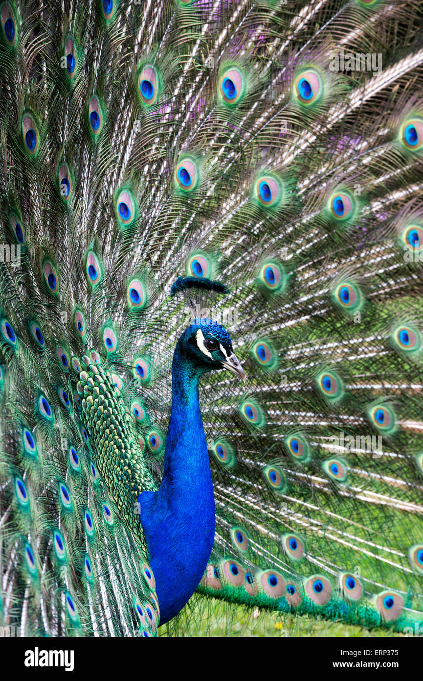 Pavo cristatus. Peacock Visualizzazione di piume Foto Stock