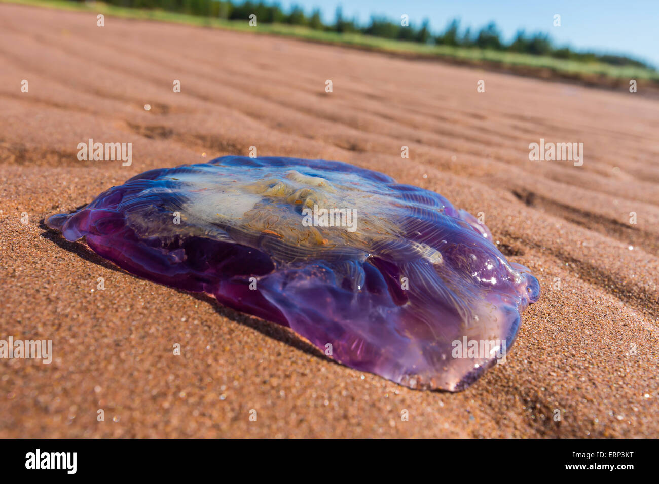 Un grande viola meduse lavato fino su un Prince Edward Island Beach. Foto Stock