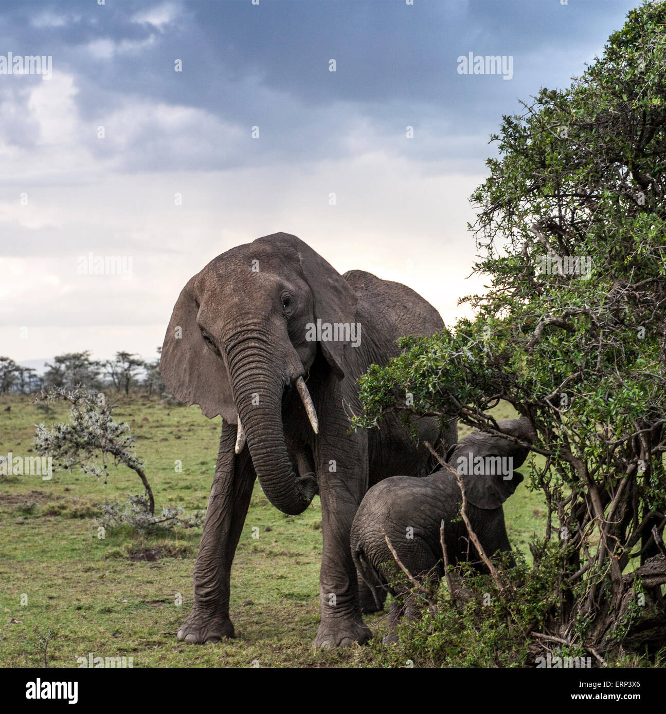 Elefante africano adulto e polpaccio (Loxodonta africana) Mara Naboisho conservancy Kenya Africa Foto Stock