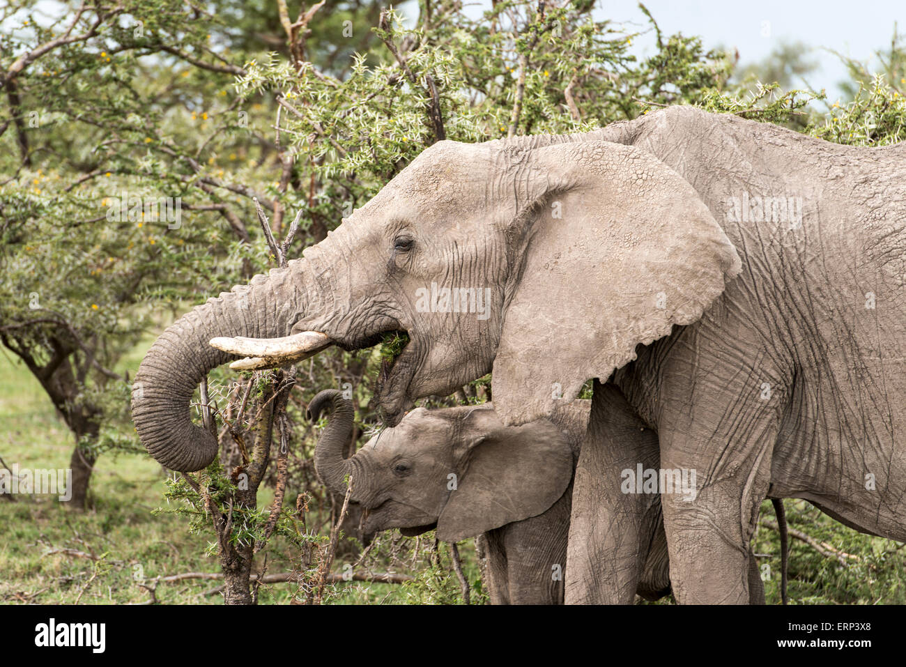 Elefante africano adulto e alimentazione di vitello (Loxodonta africana) Mara Naboisho conservancy Kenya Africa Foto Stock