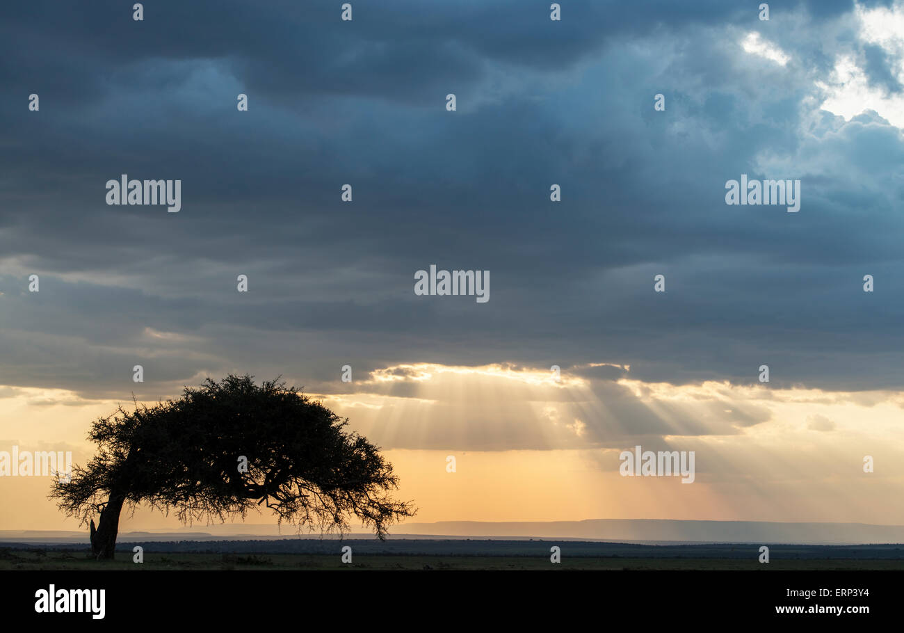 Cielo tempestoso e albero Mara Naboisho Conservancy Kenya Africa Foto Stock