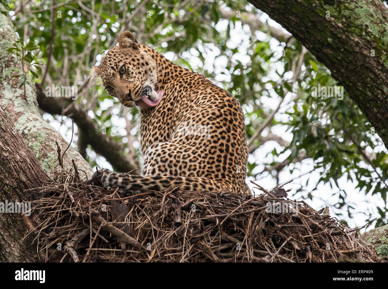 Femmina adulta leopard (Panthera pardus) toelettatura sul nido hamerkop zona di Olare Orok conservancy Kenya Africa Foto Stock