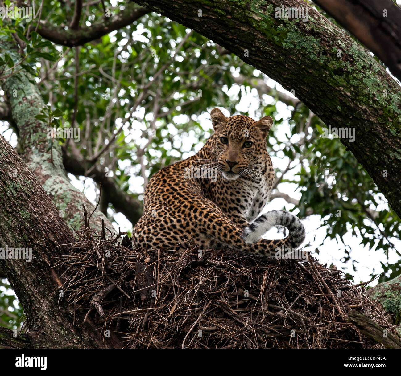 Femmina adulta leopard (Panthera pardus) sul nido hamerkop zona di Olare Orok conservancy Kenya Africa Foto Stock
