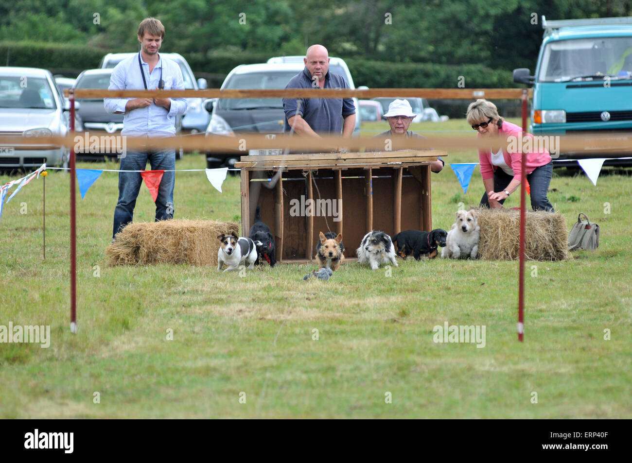 Terrier racing a un paese mostra Foto Stock