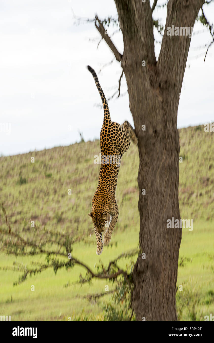 Femmina adulta leopard (Panthera pardus) scendendo un albero Mara conservancy nord Kenya Africa Foto Stock