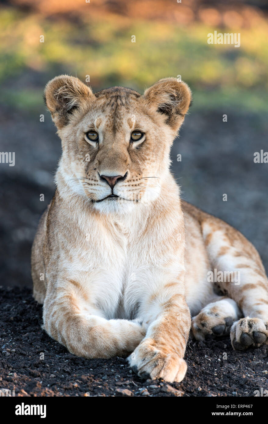 I capretti lion ritratto (Panthera leo) Mara Naboisho conservancy Kenya Africa Foto Stock