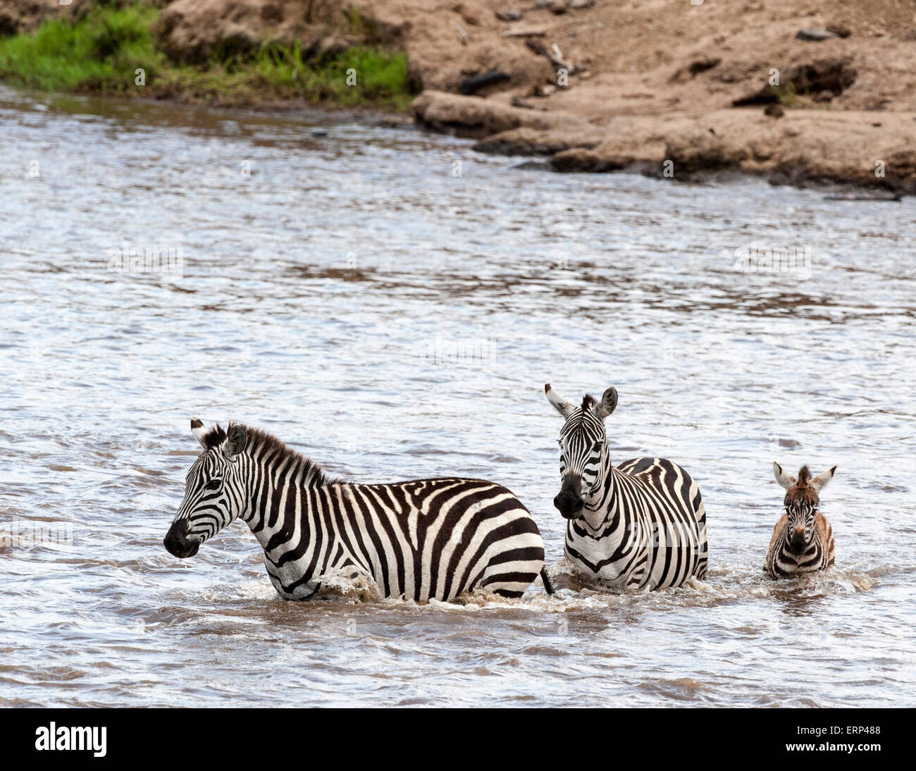Le pianure zebre (Equus quagga, precedentemente Equus burchellii) noto anche come il comune o zebra Burchell's zebra Attraversamento fiume Mara Foto Stock