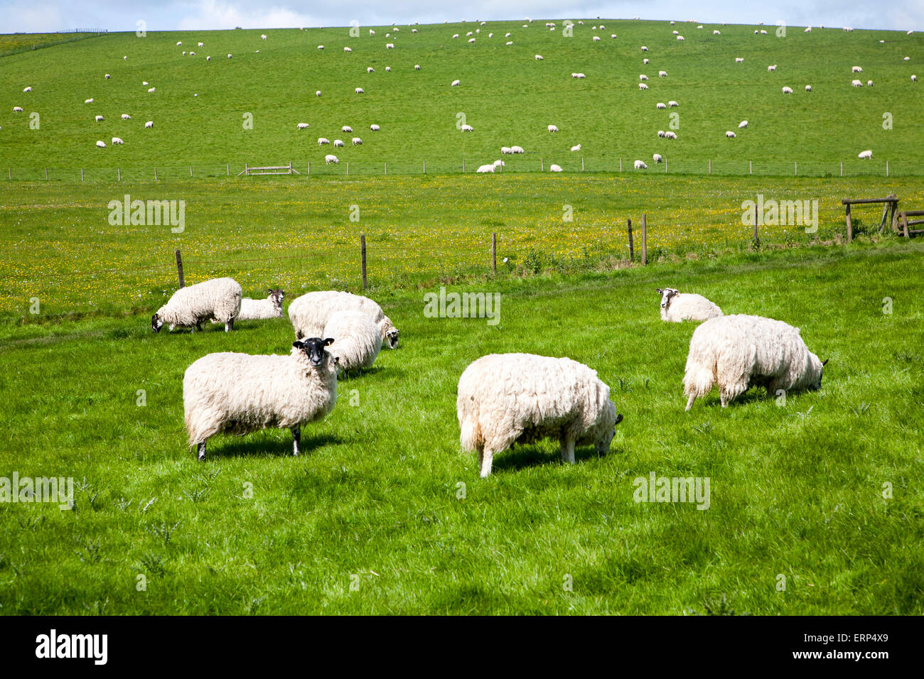 Pecora che pascola in Chalk downland campi, Wiltshire, Inghilterra, Regno Unito Foto Stock