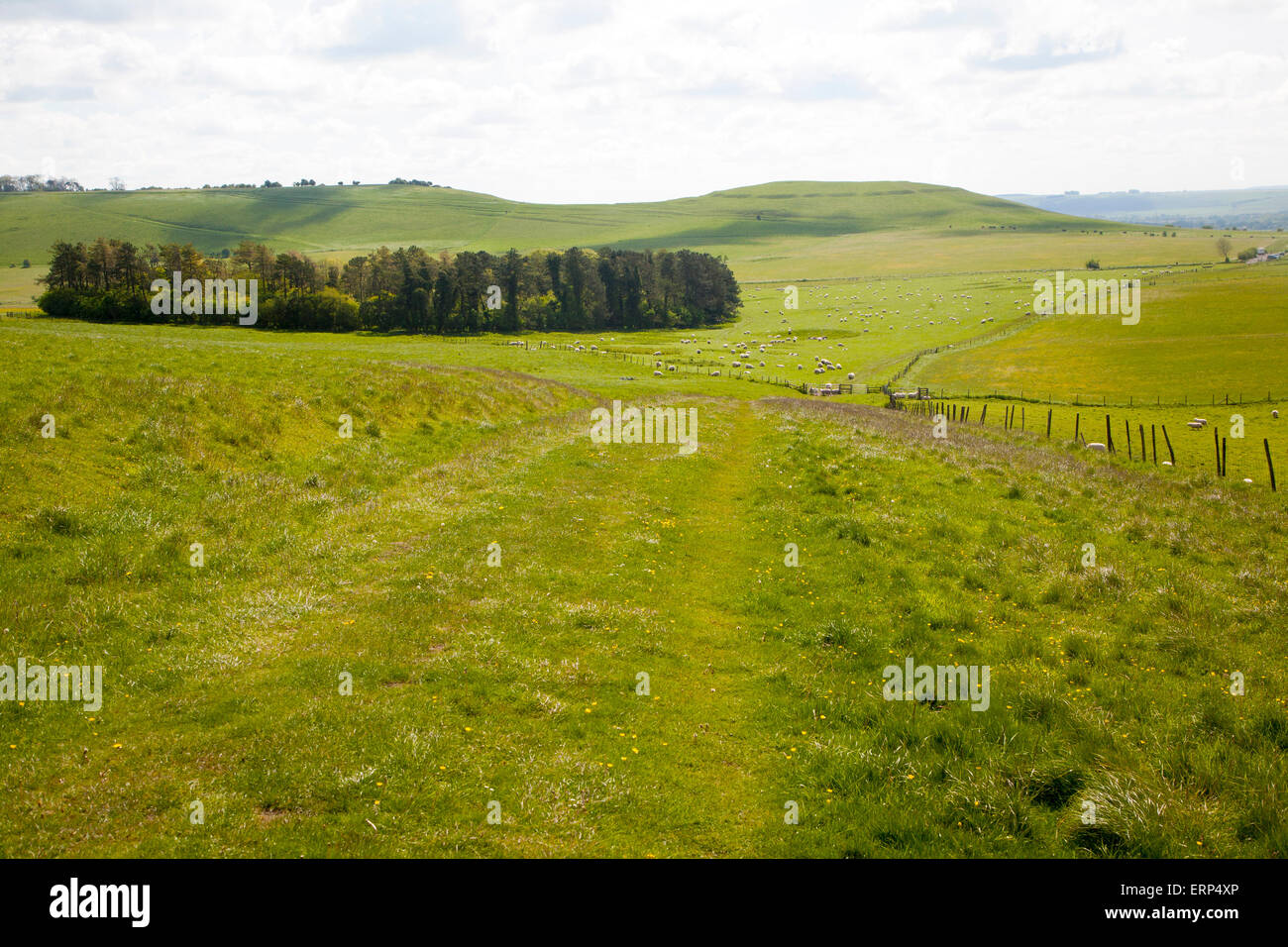 Paesaggio chalk downland campi, tutti Cannings giù Wiltshire, Inghilterra, Regno Unito Foto Stock