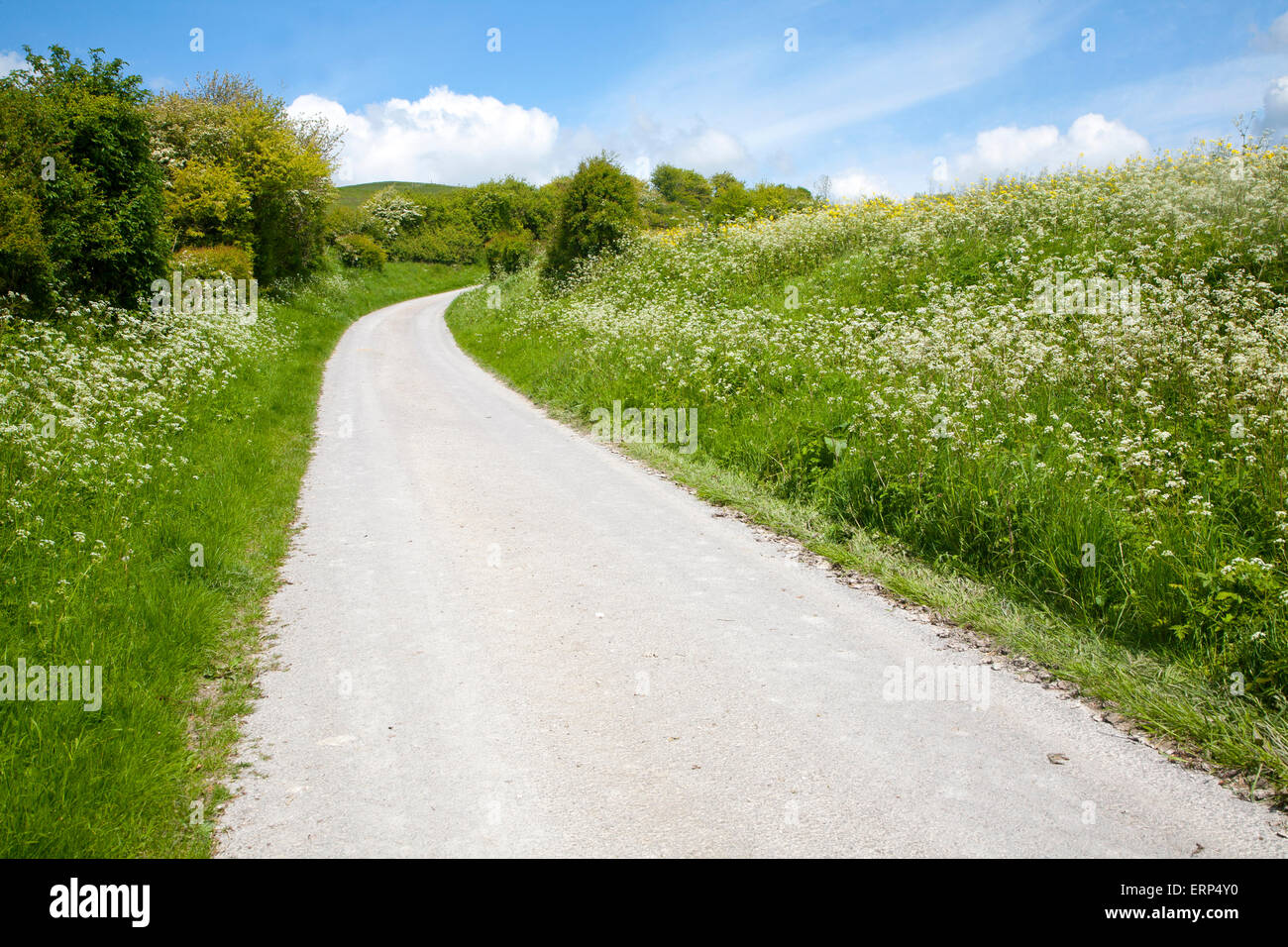 Arrampicata su strada chalk downland Allington giù, Wiltshire, Inghilterra Foto Stock