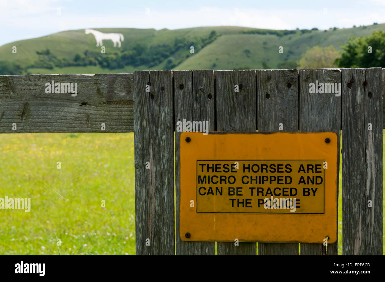 Divertente la posizione del segno di avvertimento di micro scheggiato cavalli di fronte Westbury White Horse chalk figura. Foto Stock
