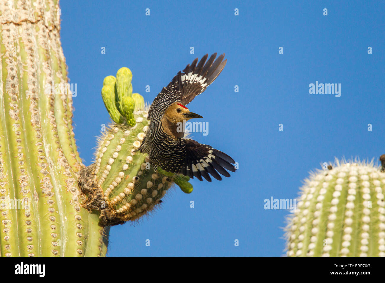 Gila Picchio uropygialis Melanerpes Tucson, Arizona, Stati Uniti 4 giugno maschio adulto di decollare dal cactus Saguaro. Foto Stock