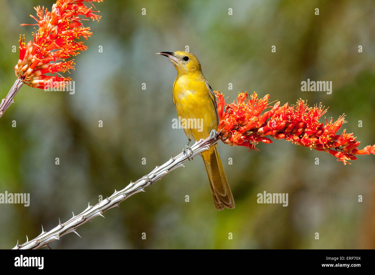 Incappucciati Rigogolo ittero cucullatus Amado, Arizona, Stati Uniti 16 aprile femmina adulta Icteridae Foto Stock