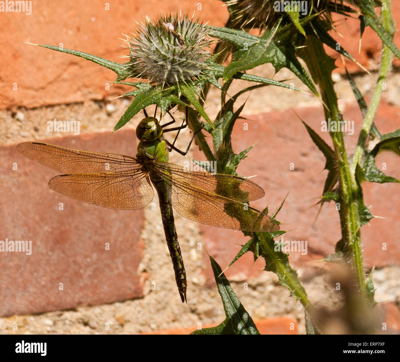 Una femmina di Imperatore libellula (Anax Imperator) su un cardo sotto il sole. Foto Stock