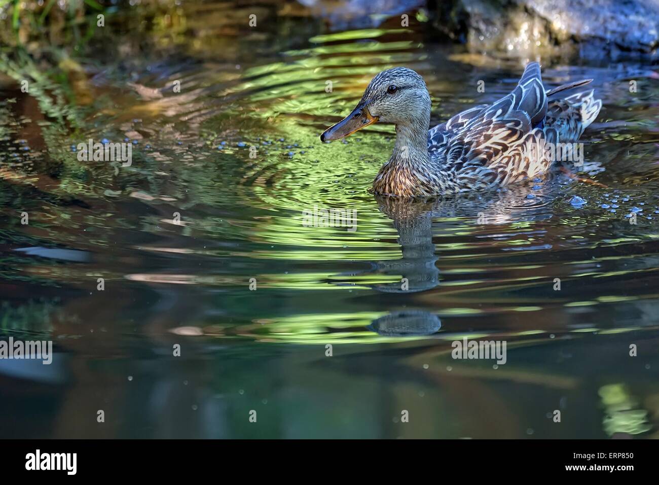 Anatra in wild Foto Stock