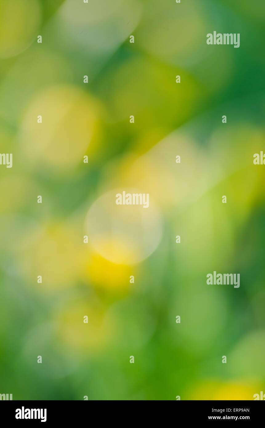 Natura il giallo e il verde prato sfondo sfocato Foto Stock