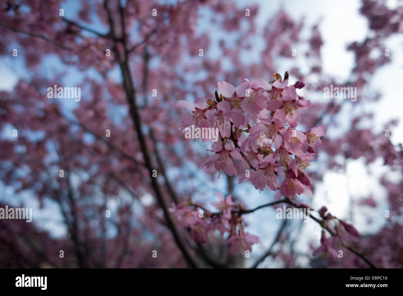 Close up molla di rosa fiori di ciliegio in Washington DC Foto Stock