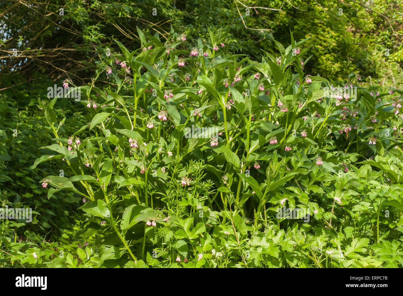 Un impianto di Comfrey, Symphytum, probabilmente Comfrey Russo, crescendo vicino a un bosco. Foto Stock